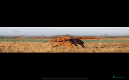 Golden Retriever dogs for sale: Fully health tested KC working golden retrievers  - Image 9