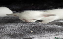 Oriental cats for sale: Full Pedigree Oriental 6 Kittens XL size ears GCCF - Image 3