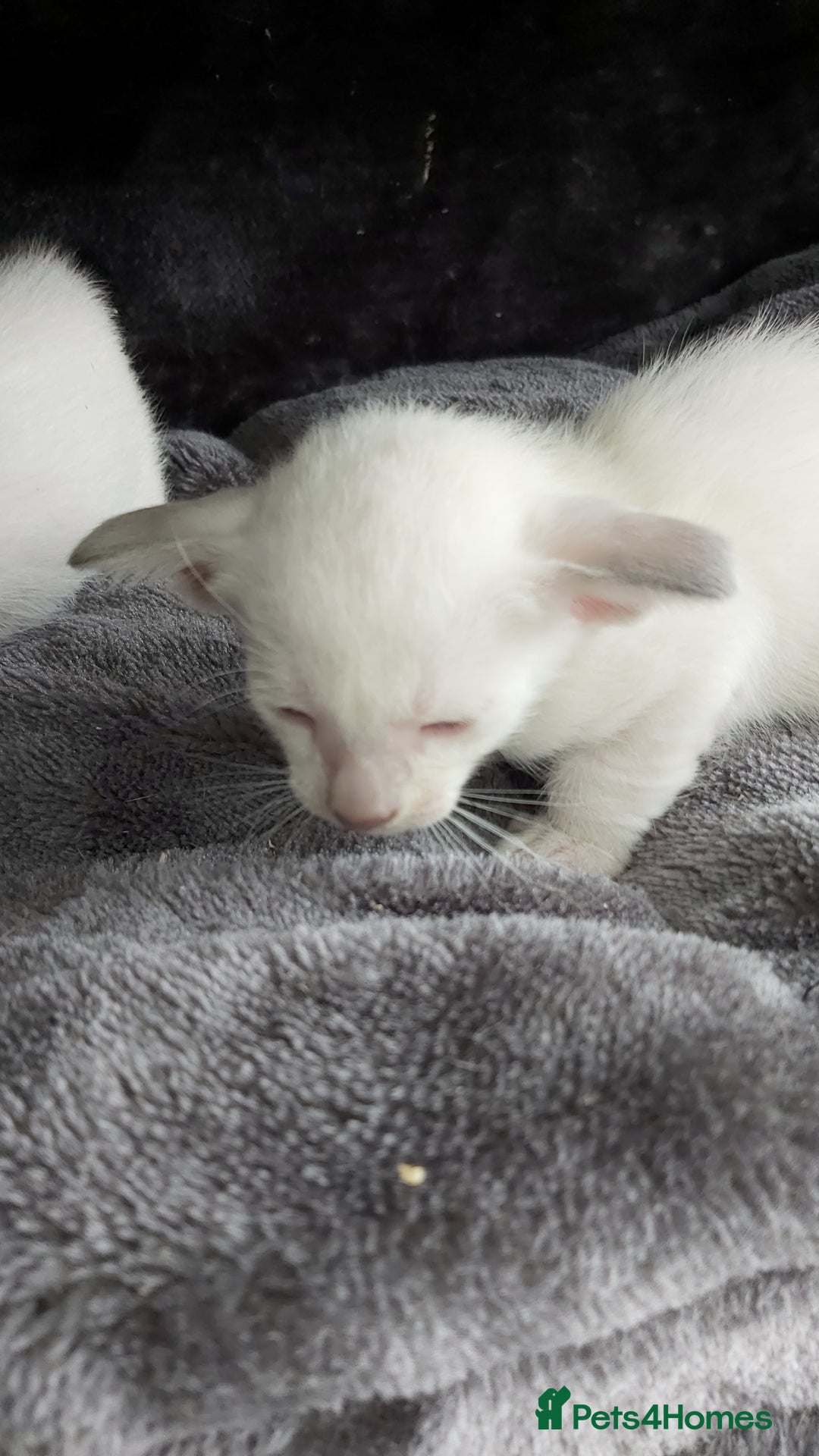 Oriental cats for sale: Full Pedigree Oriental 6 Kittens XL size ears GCCF - Image 3