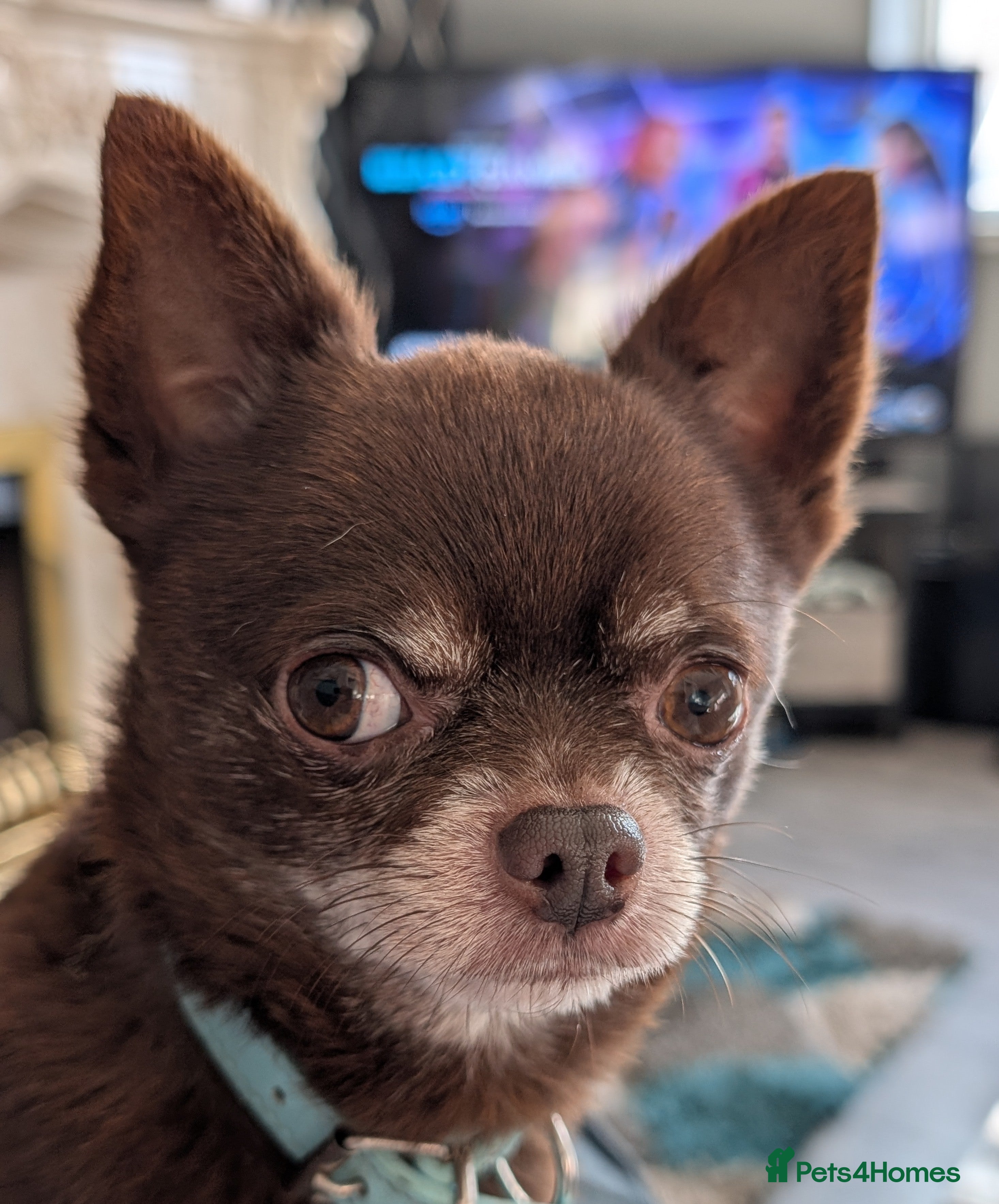 Chihuahua dogs FREDERICK VON LOVEHUNTER KC Champion heritage Stud in Chorley - Advert 12