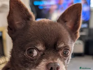 Chihuahua dogs FREDERICK VON LOVEHUNTER KC Champion heritage Stud in Chorley - Advert 23