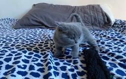 Scottish Fold cats for sale: Scottish Fold kittens for sale 3 Girls 2 Boys  - Advert 10