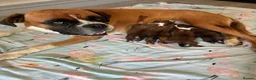 Boxer dogs for sale: Boxer puppies KC registered - family home!  - Advert 11