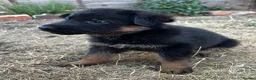 German Shepherd dogs for sale: Black & Red Show line German Shepherd in Bedford - Advert 10