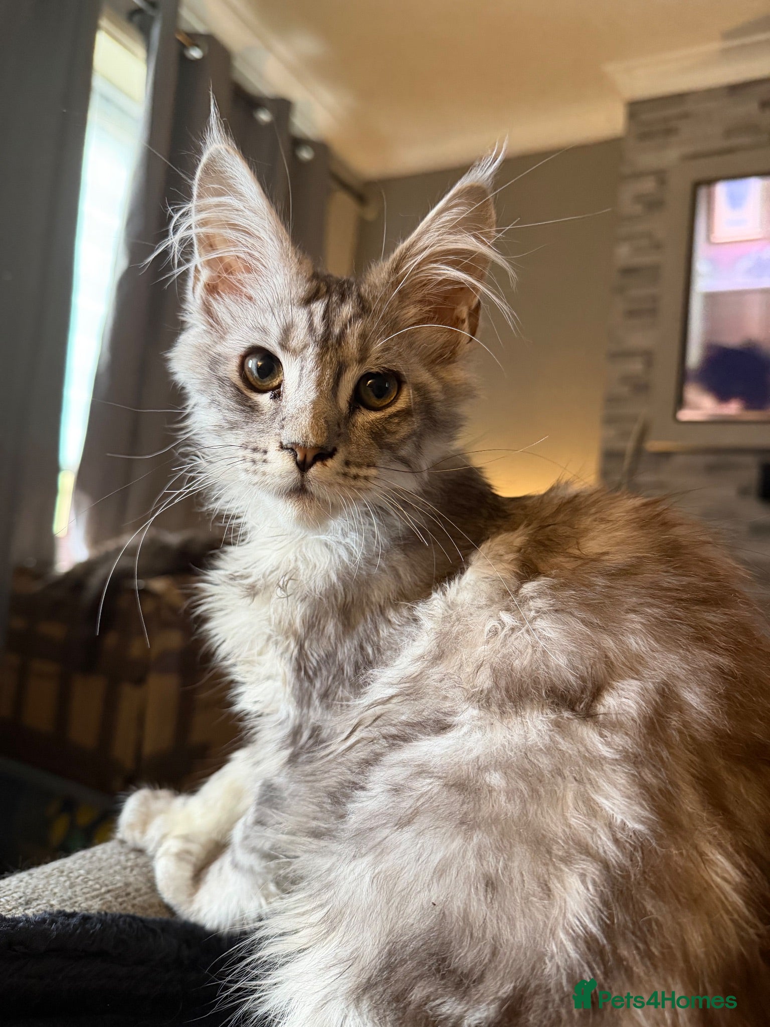 Maine Coon cats silver boy - Advert 1