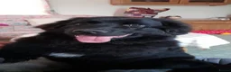 Newfoundland dogs for sale: Gorgeous Newfoundland boy - Advert 6
