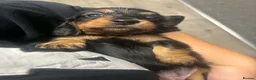 Dachshund dogs for sale: 3 Long haired miniature dachshunds - Advert 6