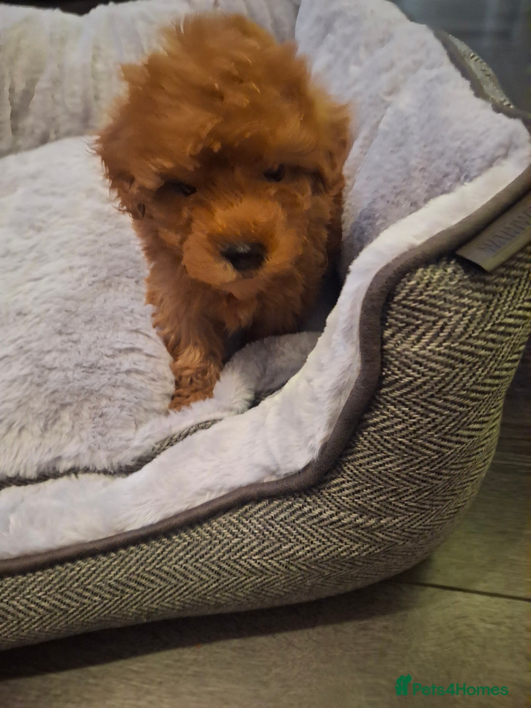 Mixed Breed dogs for sale: 6 red maltipoos - Advert 10