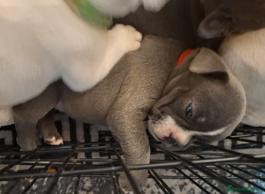 French Bulldog dogs for sale: Frenchie puppies - Advert 1