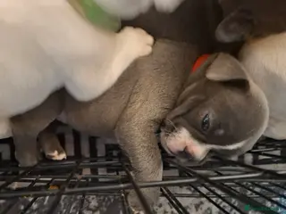 French Bulldog dogs Frenchie puppies - Advert 6