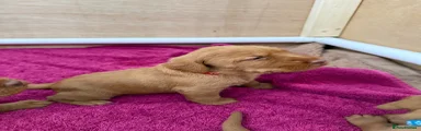 Hungarian Vizsla 4 (red) 