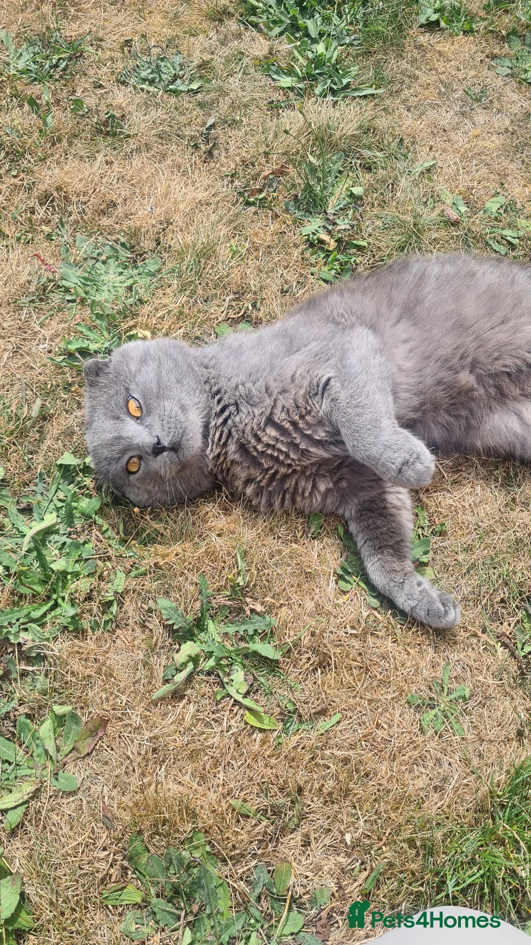 Scottish Fold cats for sale: Schottish fold in Leeds - Advert 1