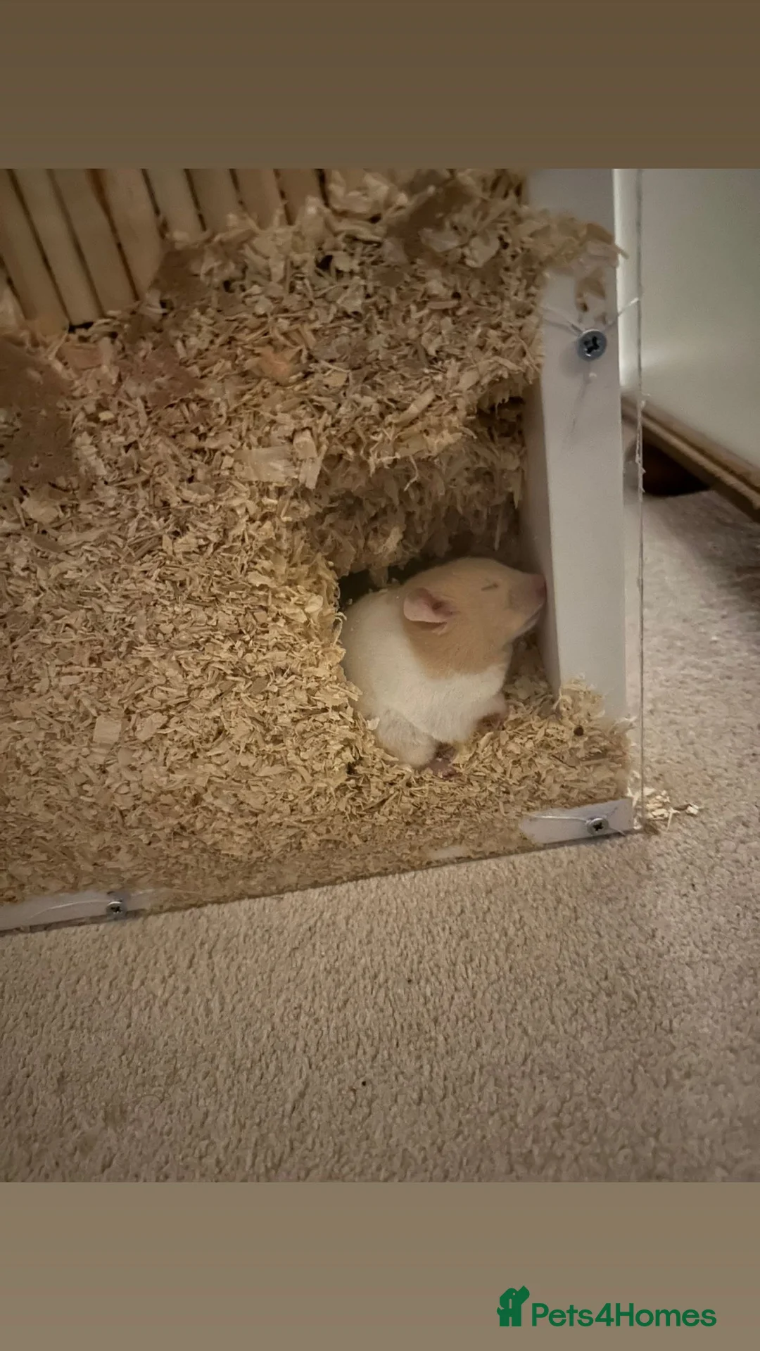 Hamster rodents for sale: female Syrian EVERYTHING INCLUDED in Nottingham - Advert 2