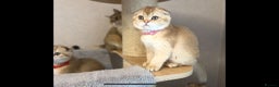 Scottish Fold cats for sale: Beautiful TICA-Reg Scottish Fold Girls - Advert 17