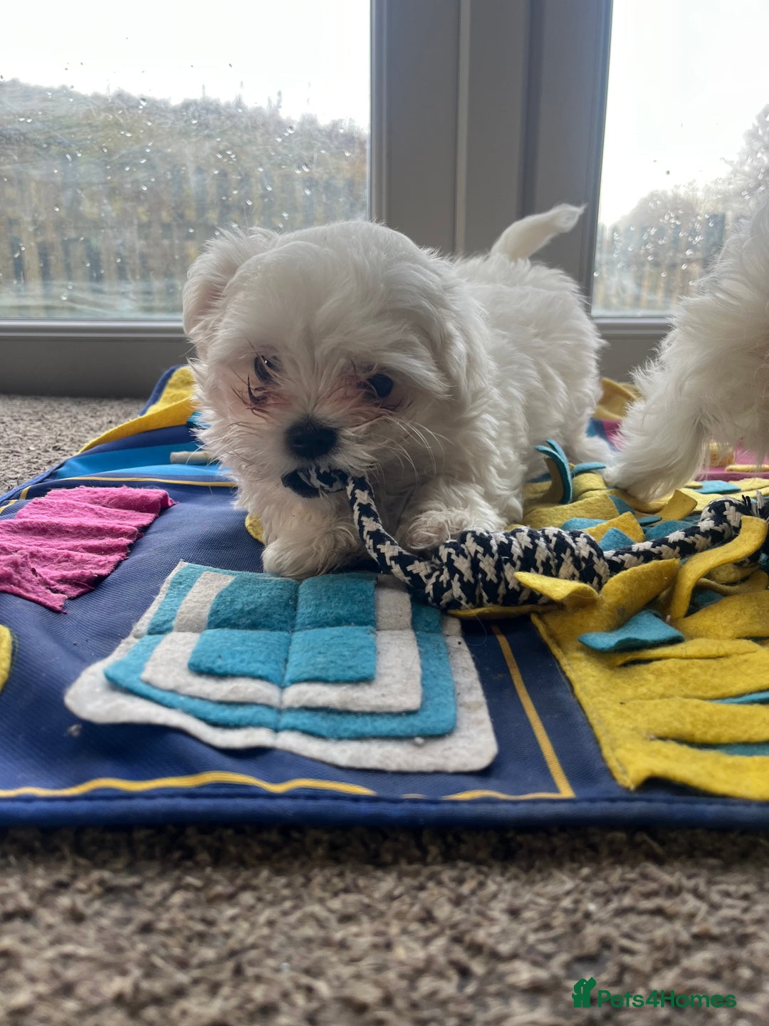 Maltese dogs for sale: Meet Your Little Heart Melters ❄️ - Advert 15