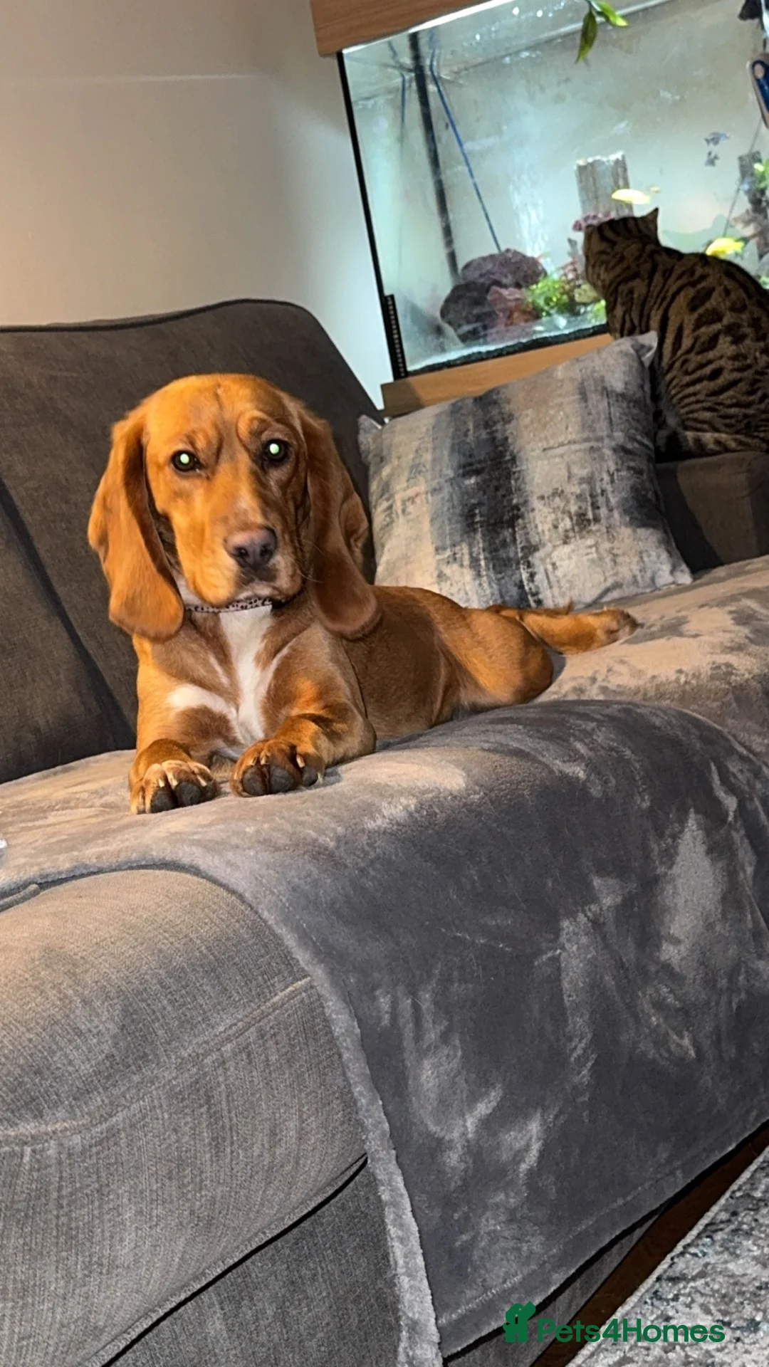 Bocker dogs for sale: Ginger the bocker - Advert 11
