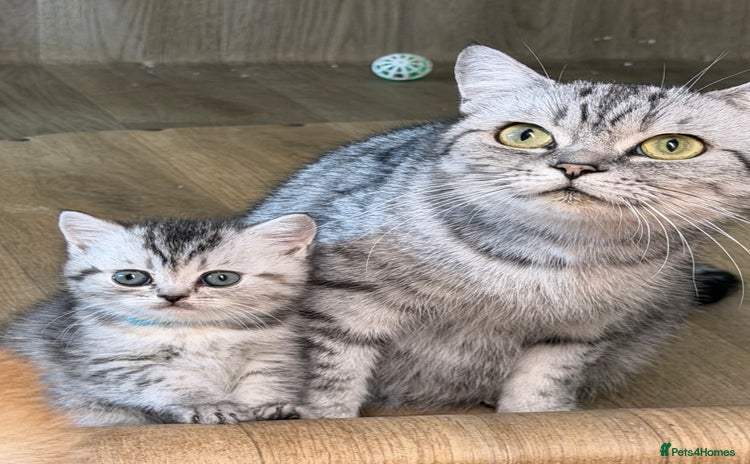 British Shorthair cats - Advert 3