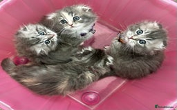 Scottish Fold cats for sale: Stunningly beautiful Scottish Fold x Ragdoll  - Image 3
