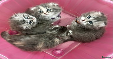 Scottish Fold cats - Advert 16