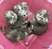 Scottish Fold cats - Advert 6