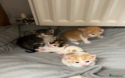 British Shorthair cats for sale: Shorthairs Uk Cat  - Image 11