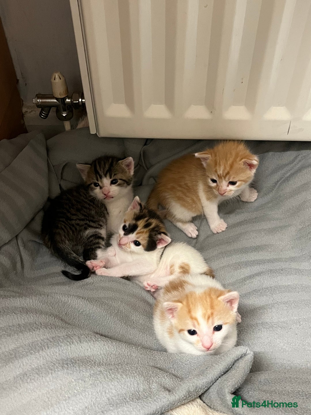 British Shorthair cats for sale: Shorthairs Uk Cat  - Image 11