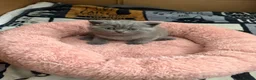 British Shorthair cats for sale: Beautiful Blue British shorthair kittens  - Advert 3