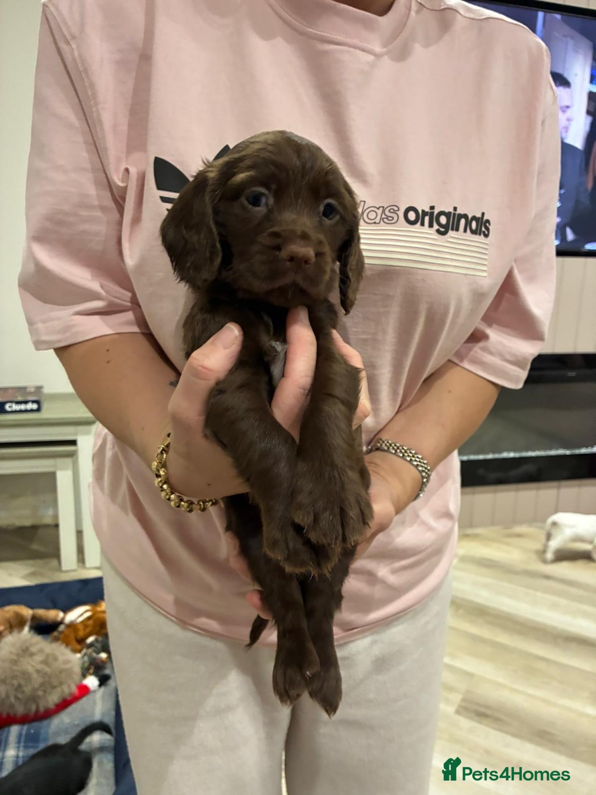 Cocker Spaniel dogs Working cocker spaniel  - Advert 2