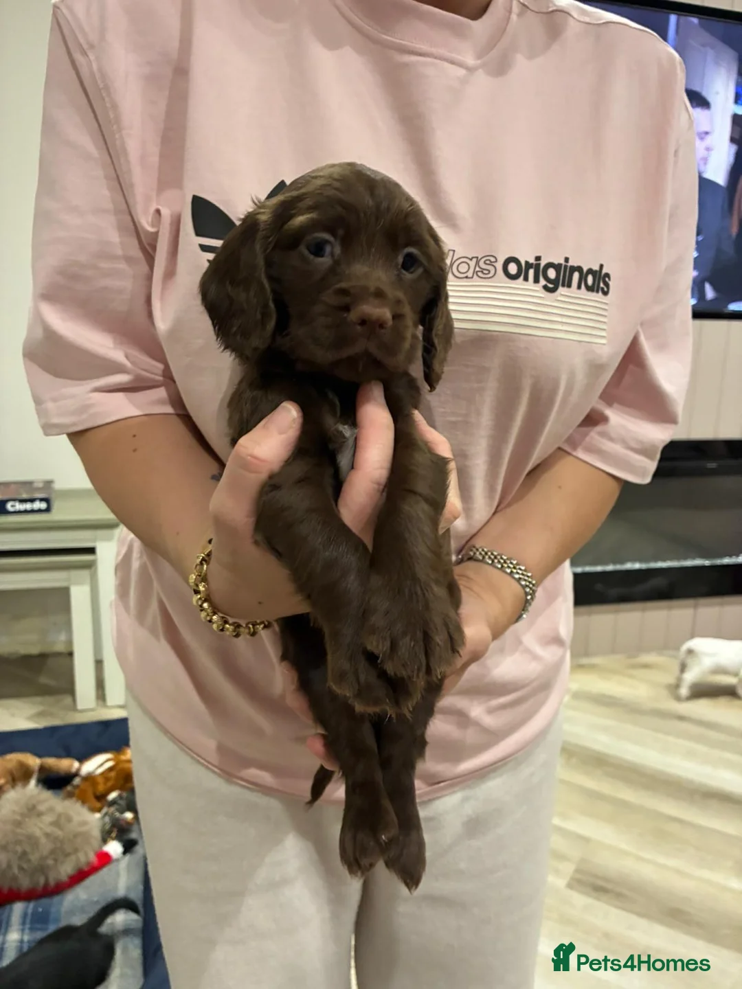 Cocker Spaniel dogs for sale: Working cocker spaniel  in Maidstone - Advert 2