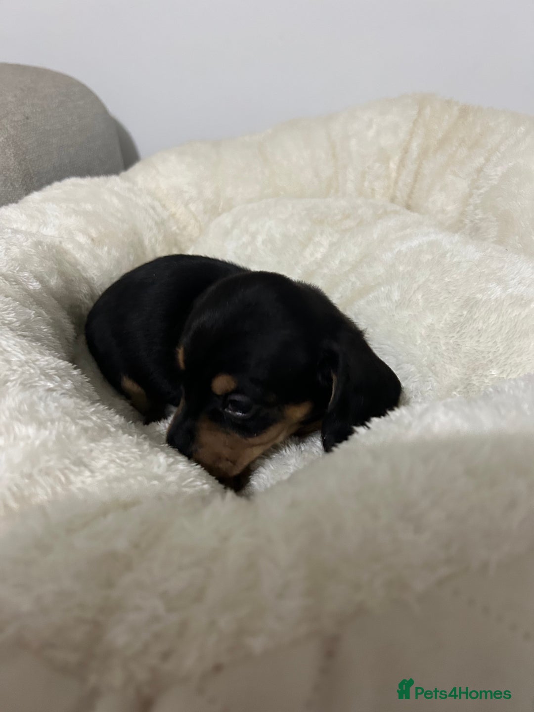 Miniature Dachshund dogs for sale: Multi coloured litter - Image 16