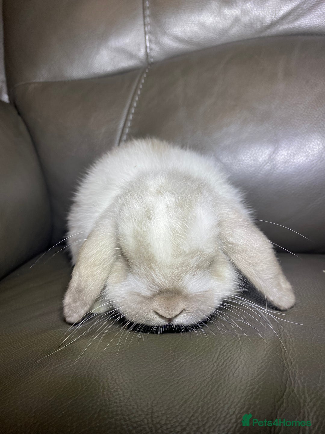 Mini Lop rabbits for sale: Mini lop litter- unusual colours. - Advert 6