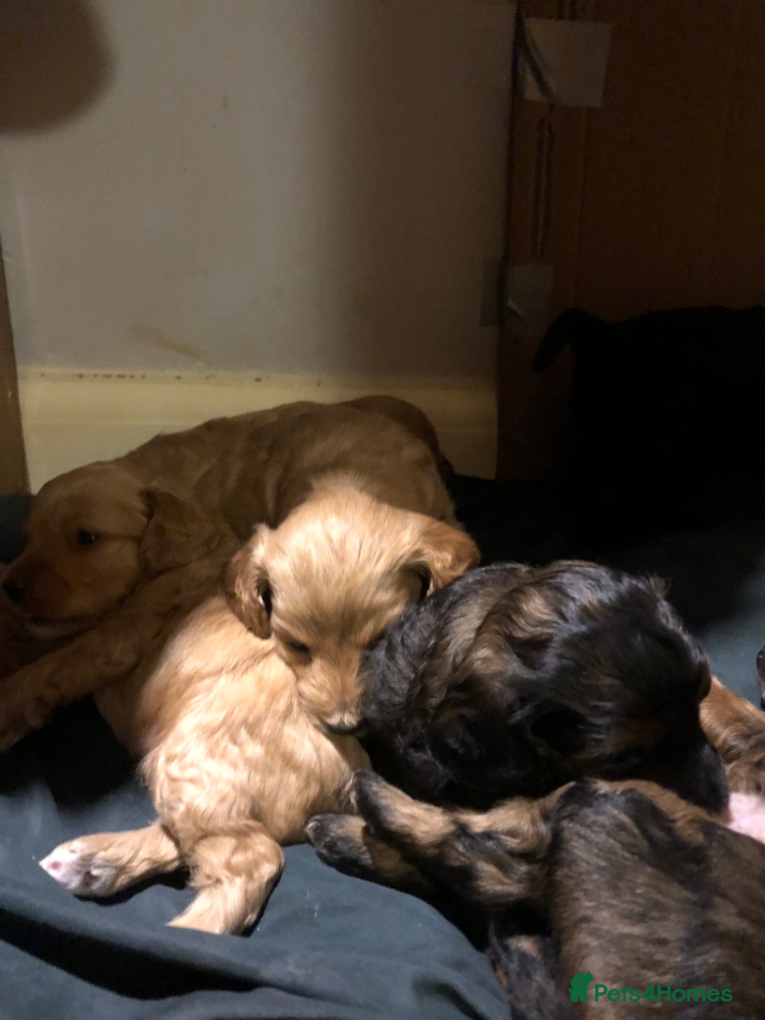 Cockapoo dogs for sale: Cockapoo puppies  - Advert 8