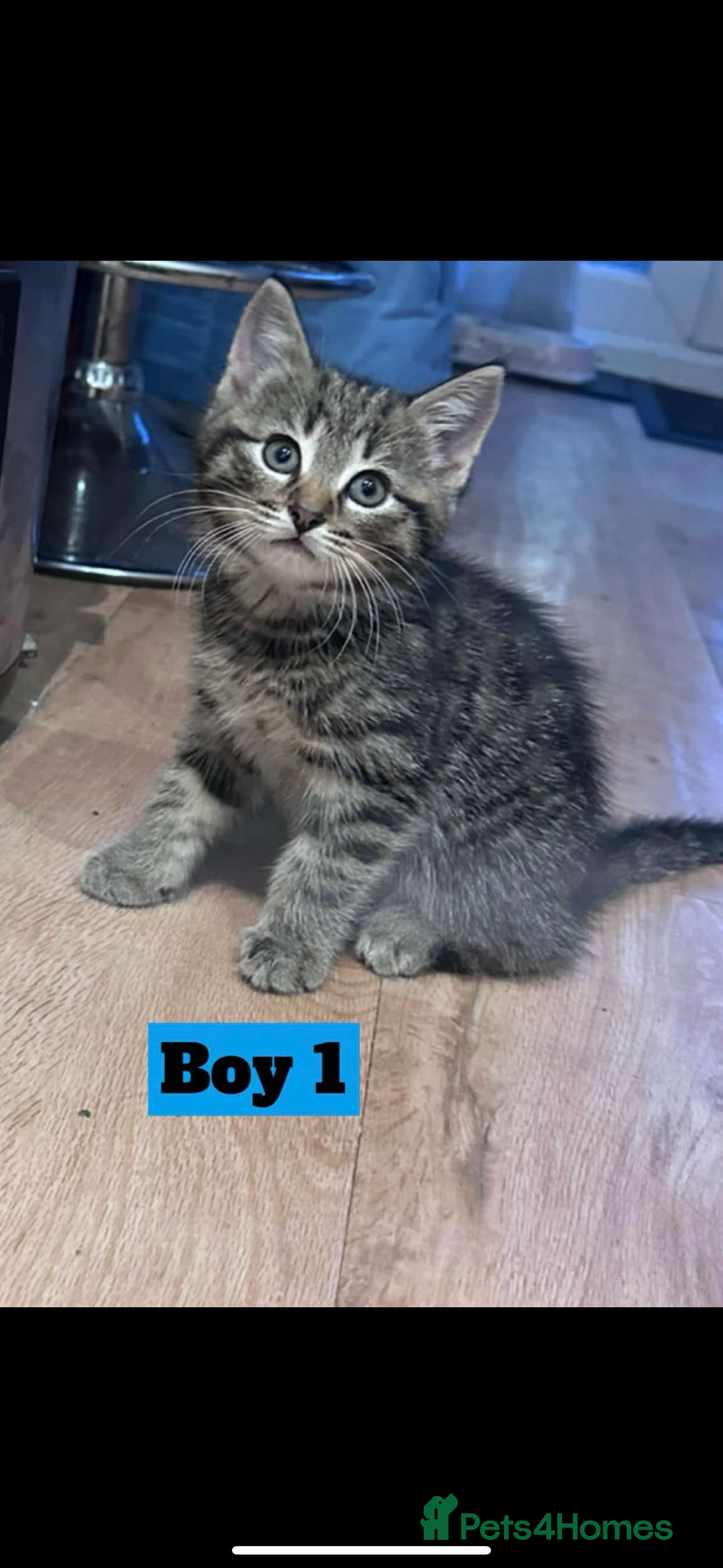Mixed Breed cats for sale: Mixed breed kittens  - Image 4