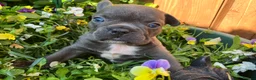 French Bulldog dogs for sale: KC French Bulldog - One Left Chocolate - Advert 24