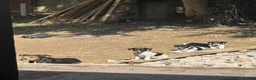 Jack Russell dogs for sale: Beautiful 5 months old Jack Russell pups. - Advert 5