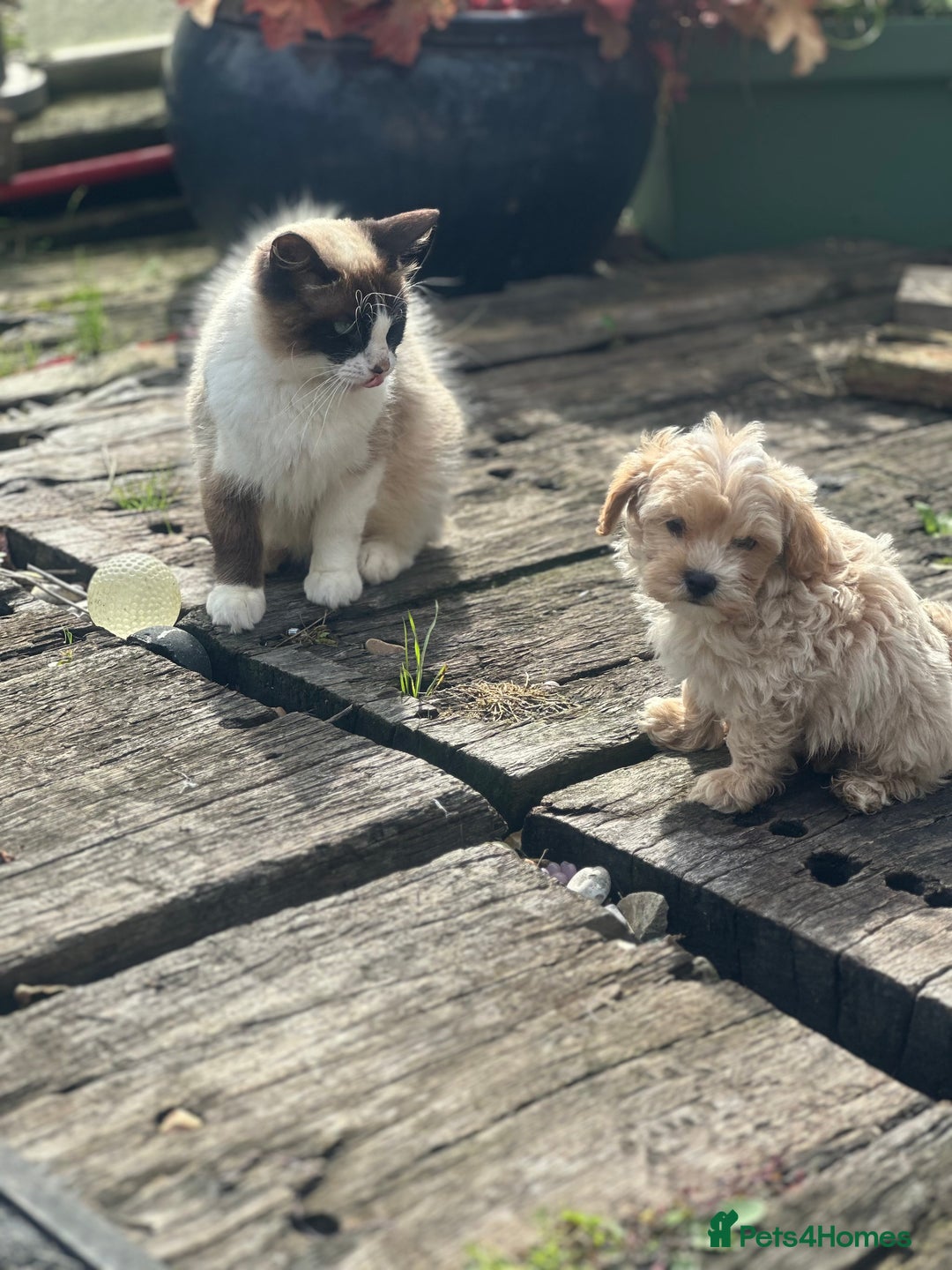 Maltipoo dogs for sale: F1 maltipoo - Image 9