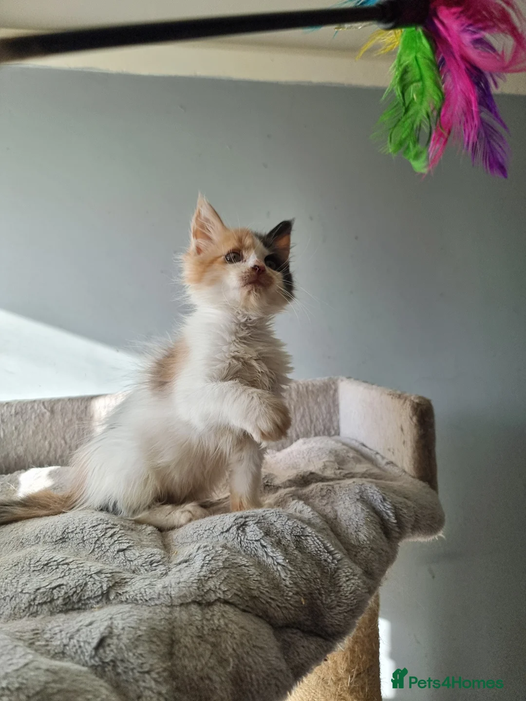 Maine Coon cats for sale: 2 litters of Maine Coon - Advert 13