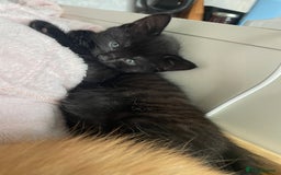 British Shorthair cats for sale: 5 kitties for sale  - Image 6