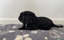 Cockalier dogs for sale: Cavalier x cocker spaniel puppies  - Image 11