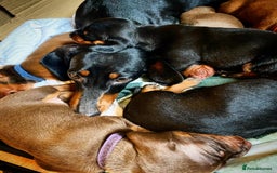 Dachshund dogs for sale: Standard Dachshund Puppies (KC registered) - Image 4