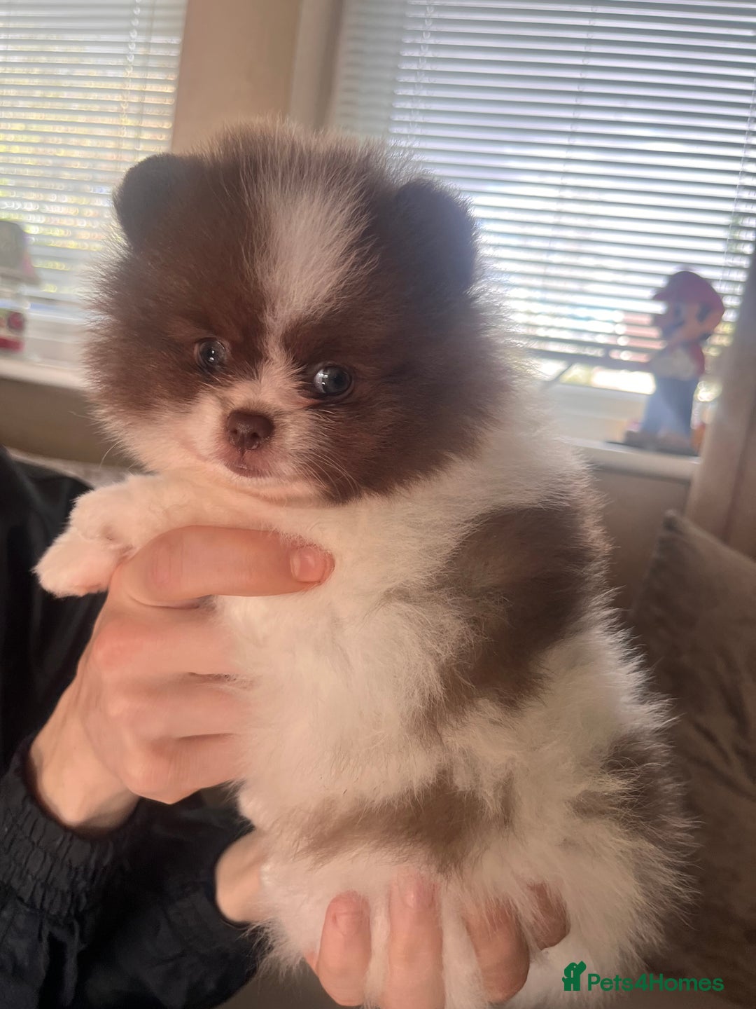 Pomeranian dogs for sale: Stunning Tiny Teddy Bear Pomeranians  - Image 7