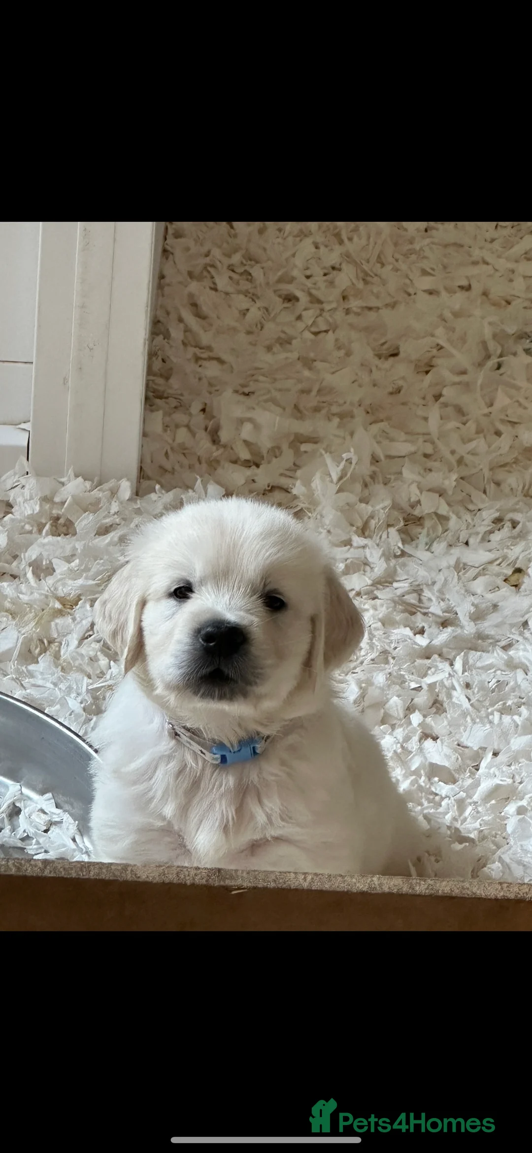 Golden Retriever dogs for stud: STUD KC FULLY HEALTH TESTED PROVEN TRAMIN IMPORT  in Blackpool - Advert 11