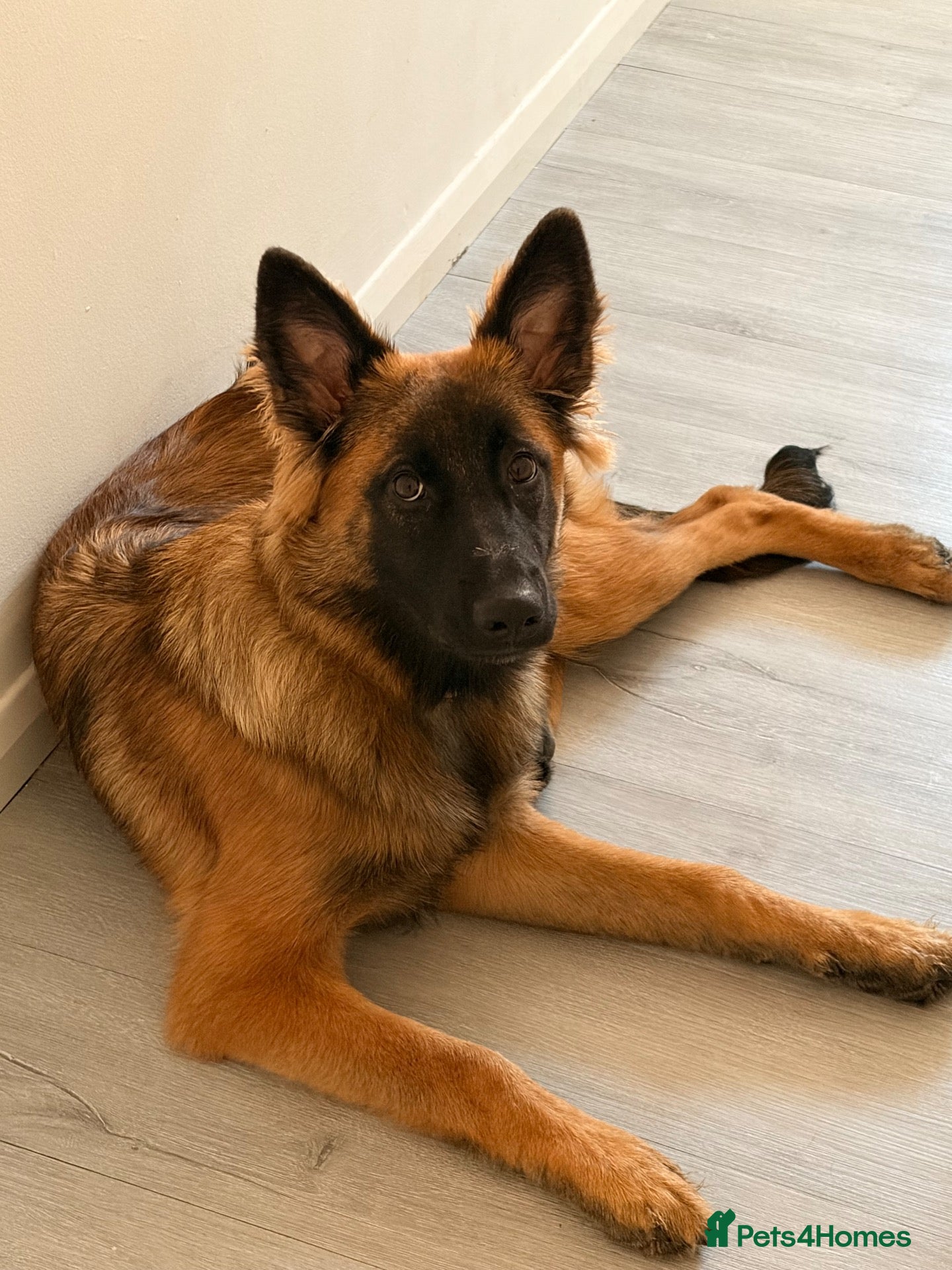 Mixed Breed dogs for sale: Willow  - Advert 13