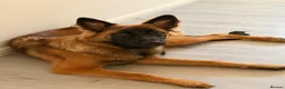 Mixed Breed dogs for sale: Willow  - Advert 1