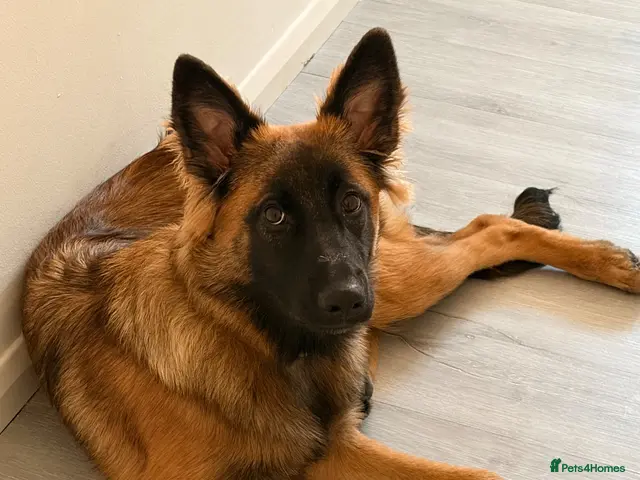 Mixed Breed dogs for sale: Willow - Advert 1