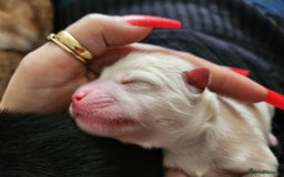 Pomsky dogs for sale: Pomsky puppies - Image 8