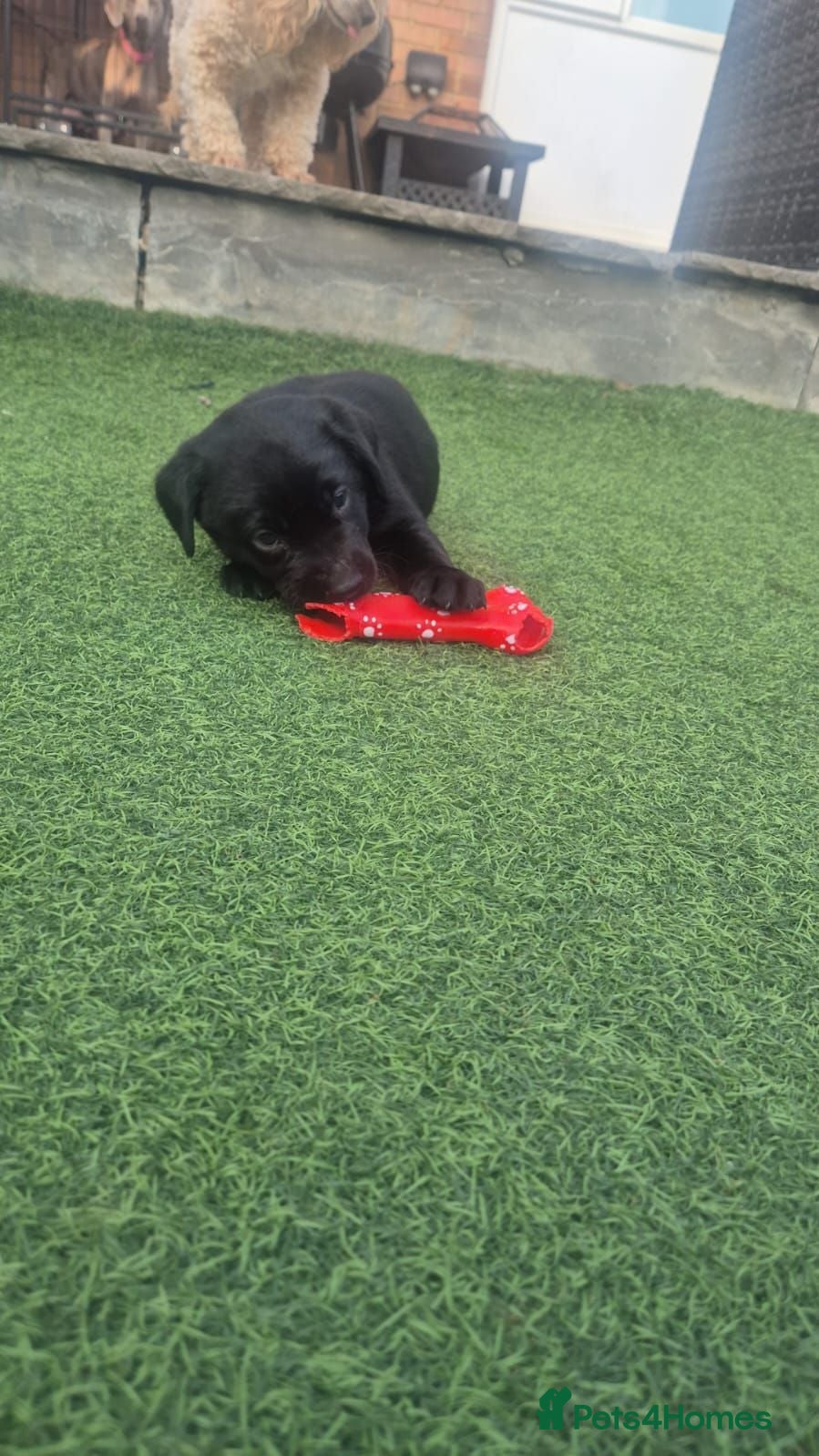 Labrador Retriever dogs Adorable chunky lab puppies  - Advert 4