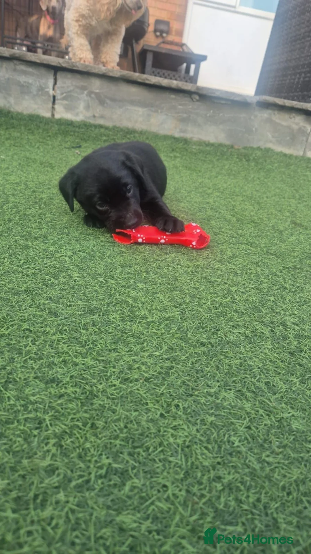 Labrador Retriever dogs for sale: Adorable chunky lab puppies  - Advert 2
