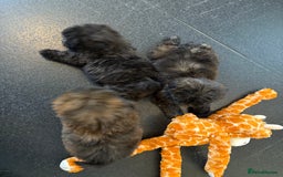 Shihpoo dogs for sale: Shih Tzu X poodle X Shihpoo - Image 12