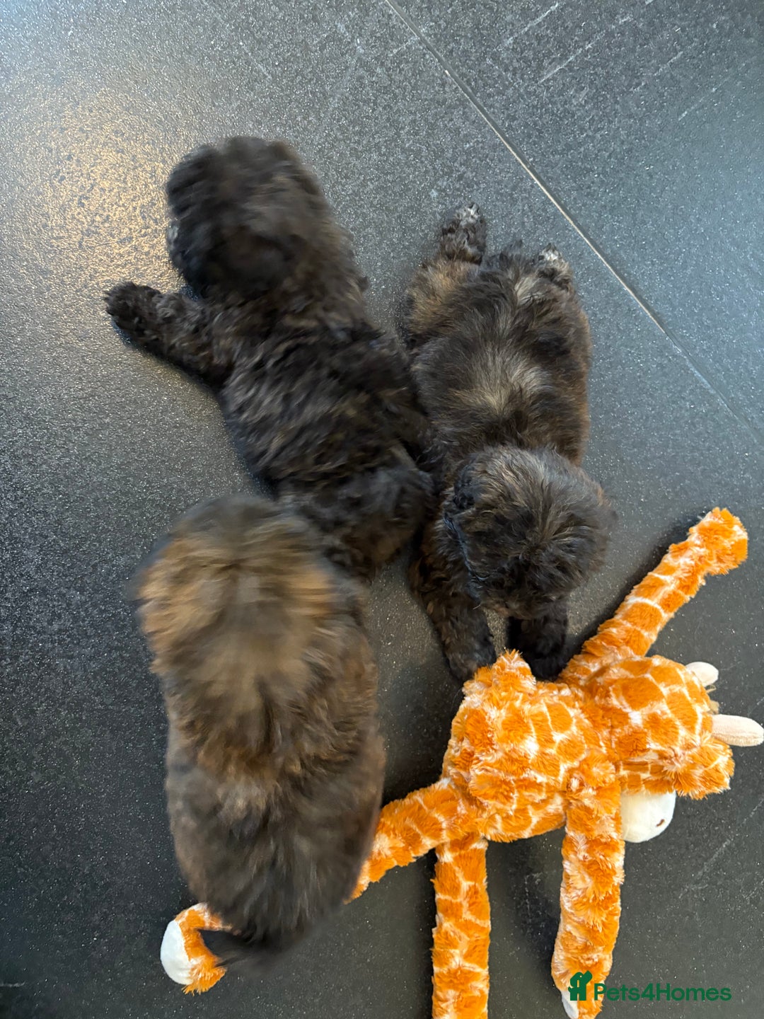 Shihpoo dogs for sale: Shih Tzu X poodle X Shihpoo - Image 12